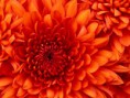 /album/galeria-de-fotos/chrysanthemum-jpg1/